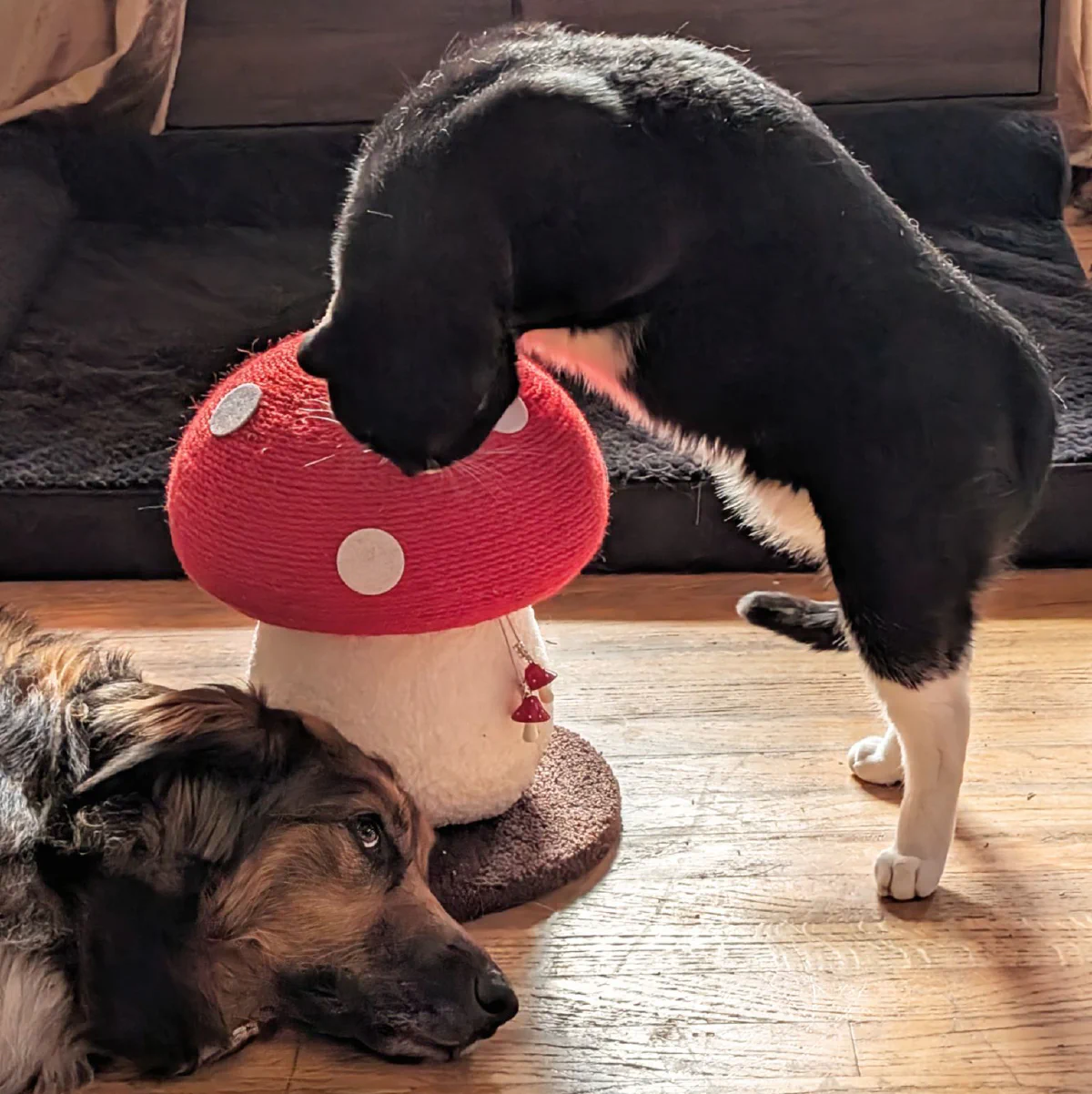 Lenny the cat and Gilda the dog